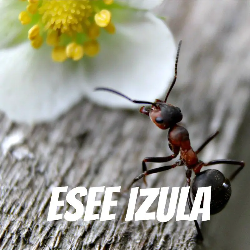 ESEE Izula Survival Messer im Test esee izula messer test