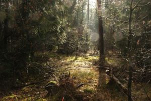 Survival Camp Nordrhein-Westfalen