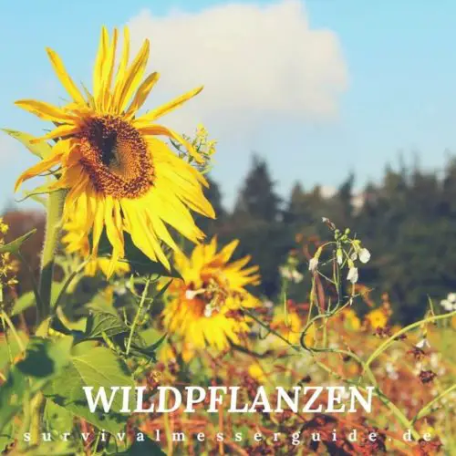 5 Essbare Wildkräuter Bücher, die in keinem Haushalt fehlen dürfen