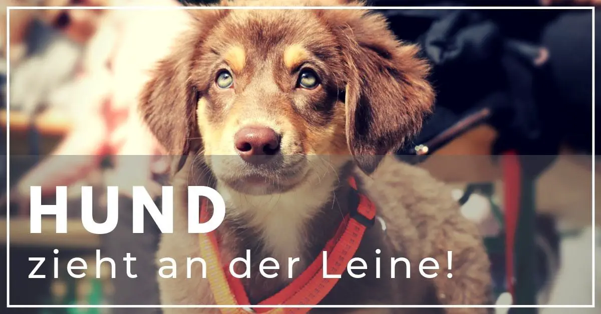 Mein Hund zieht an der Leine! Abgewöhnen in 3 einfachen Schritten