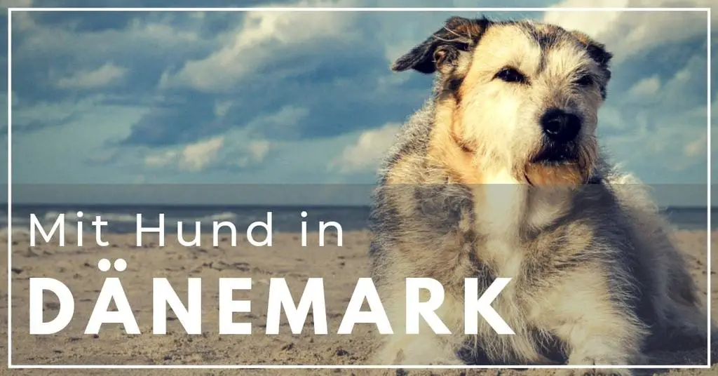 Urlaub im Ferienhaus Dänemark mit Hund 11 Dinge sollten Sie wissen