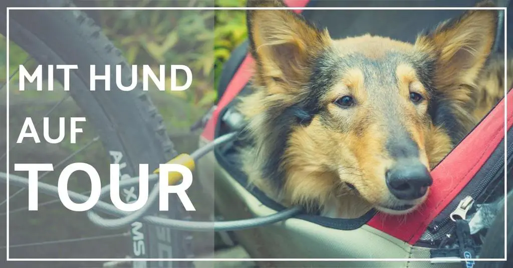 fahrradanhänger hund test